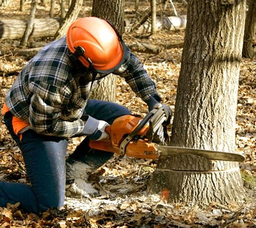 Tree Removal in Jones, MI